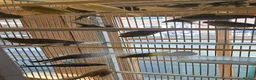 Canaries birds for sale: Mixed green gloster canaries for sale  - Advert 13