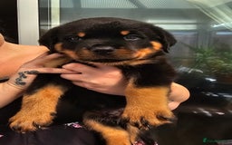 Rottweiler dogs for sale: Superb litter of dual purpose Rottweiler puppies. - Image 2