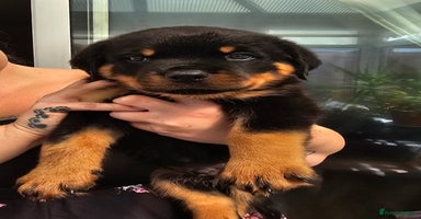 Rottweiler dogs - Advert 4