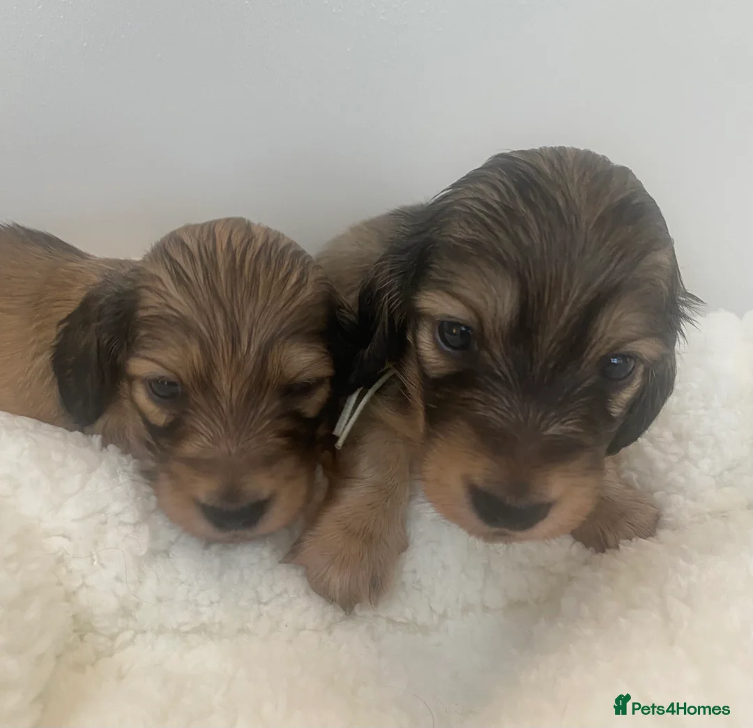 Miniature Dachshund dogs for sale: Two shaded cream boys available . - Advert 4