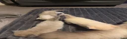Ragdoll cats for sale: Beautiful little fluffy ragdolls - Advert 15