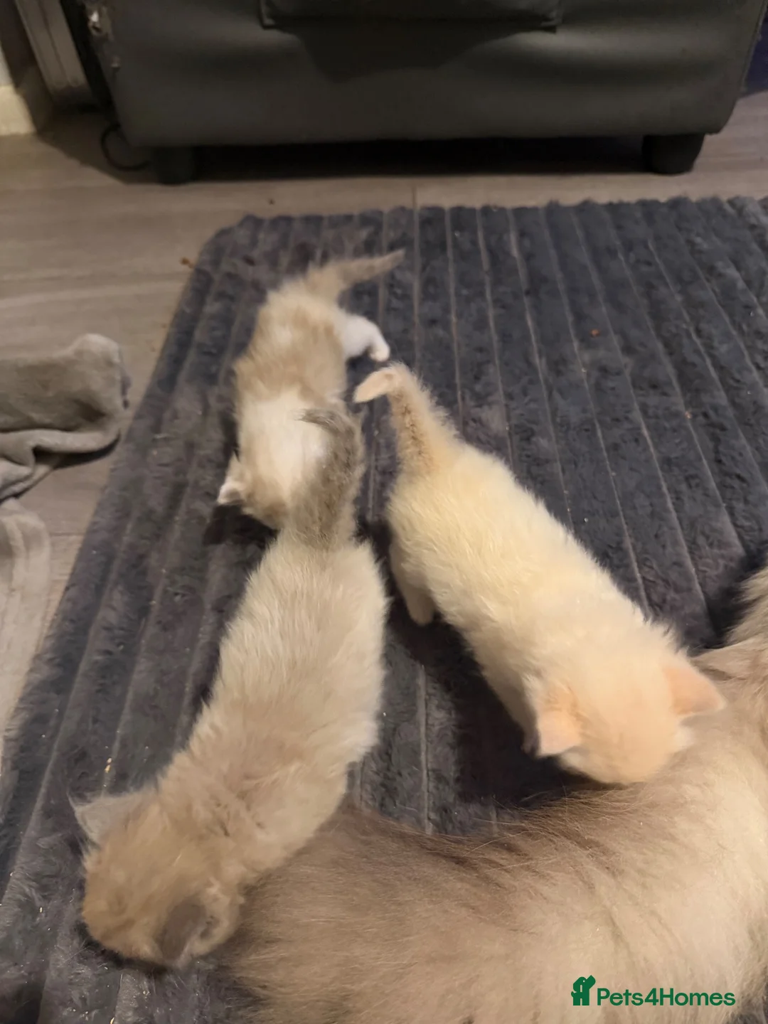 Ragdoll cats for sale: Beautiful little fluffy ragdolls - Advert 15