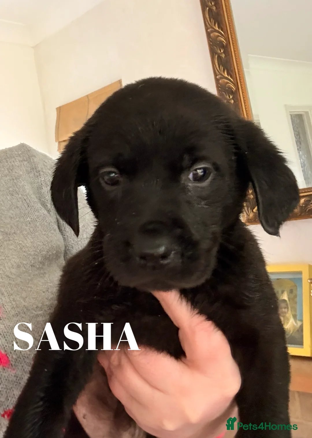 Labrador Retriever dogs for sale: Working Labrador Puppies Black & Fox Red Ready Now - Advert 11
