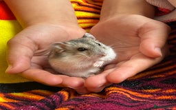 Hamster rodents for sale: Russian Dwarf Hamster  - Image 1