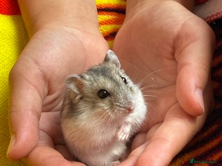 Hamster rodents for sale - Advert 1