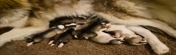 Alaskan Malamute dogs for sale: Pedigree Alaskan Malamutes Puppies - Advert 2