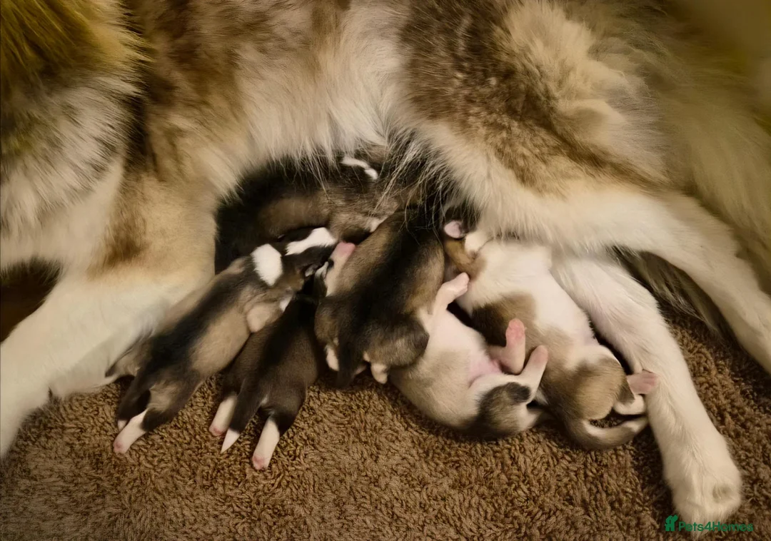 Alaskan Malamute dogs for sale: Pedigree Alaskan Malamutes Puppies - Advert 2