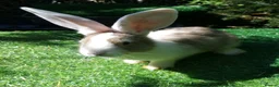 Continental Giant rabbits for sale: PURE Continental Giants - White Eared - Vaccinated - Advert 1