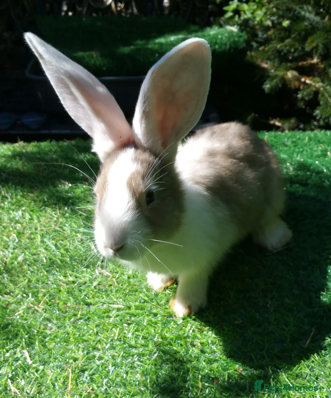 Continental Giant rabbits for sale: PURE Continental Giants - White Eared - Vaccinated - Advert 1