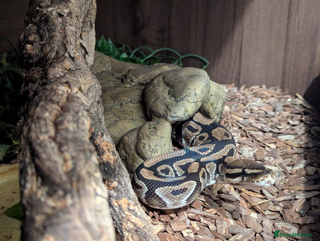 Python Snake reptiles for sale: Male Royal Python and Vivarium - Advert 2