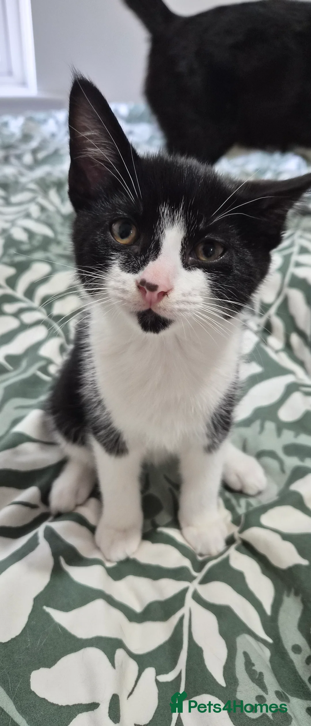 Mixed Breed cats for sale: 4 Kittens for sale in London - Advert 13