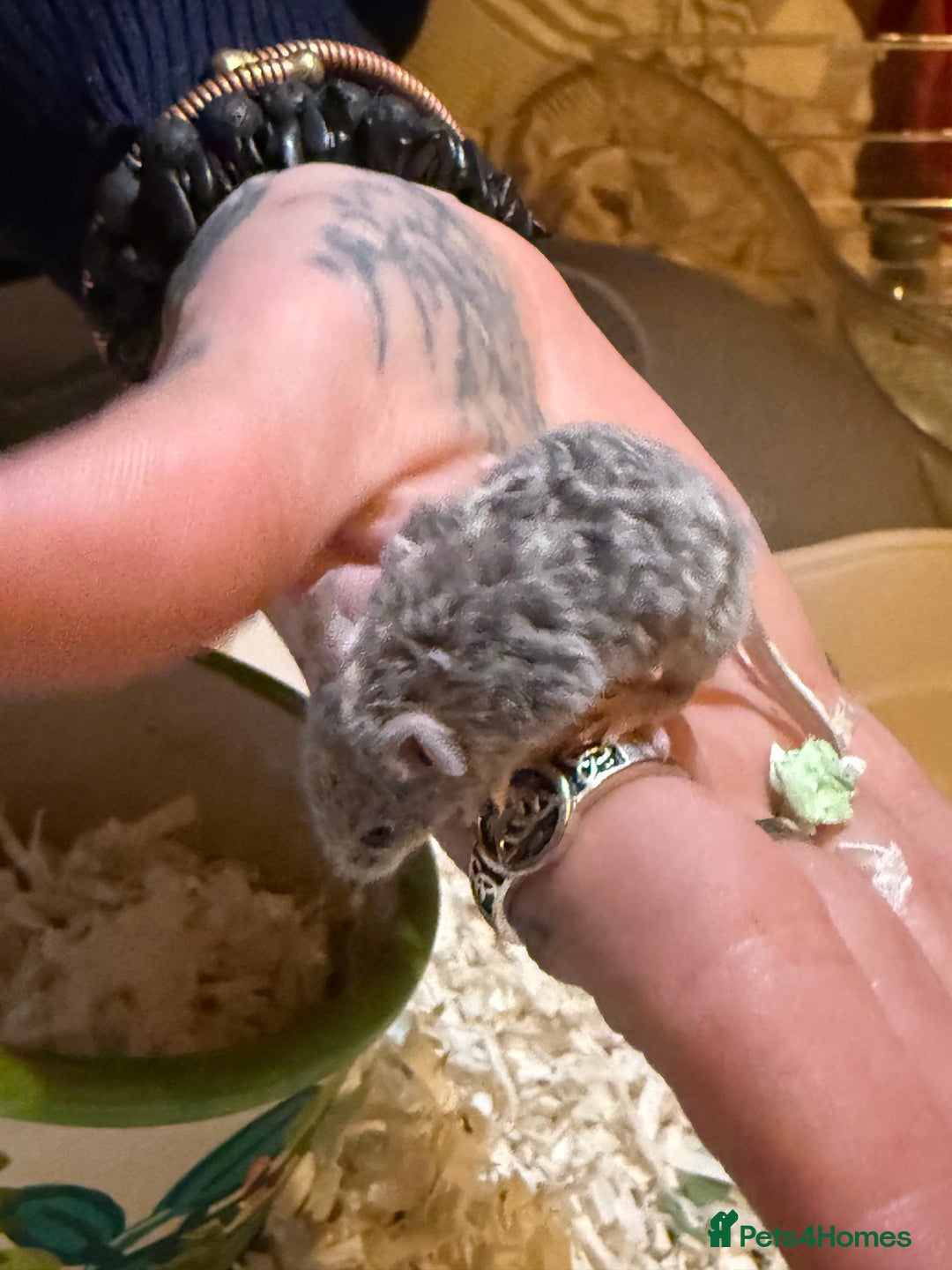 Mouse rodents for sale: Fancy mice lots of males and females available  - Advert 11