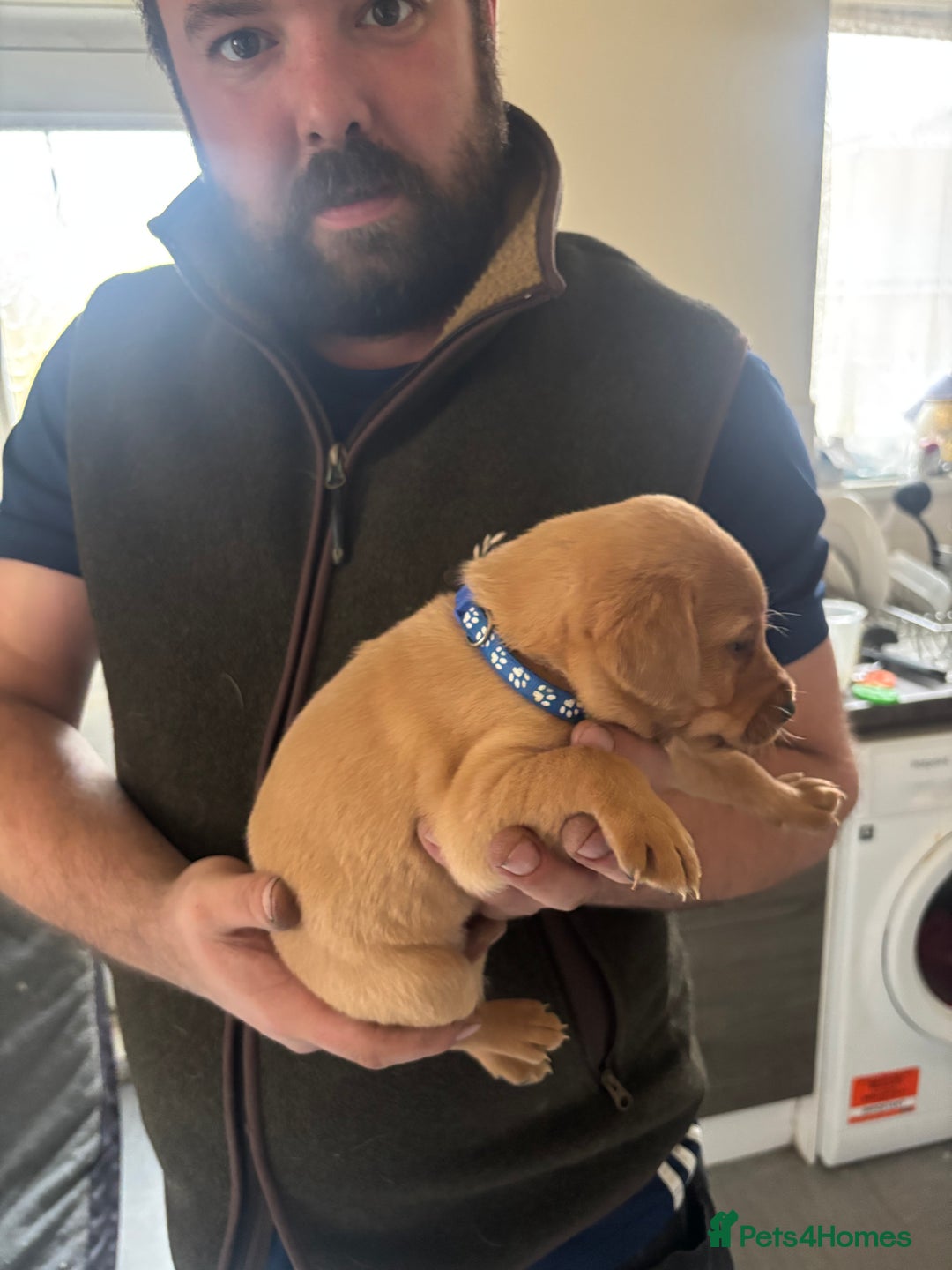 Labrador Retriever dogs for sale: Fox red Labrador - Advert 12