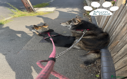 Mixed Breed dogs for sale: Beautiful German Shepherd × ChowXmalamute Puppies - Image 9