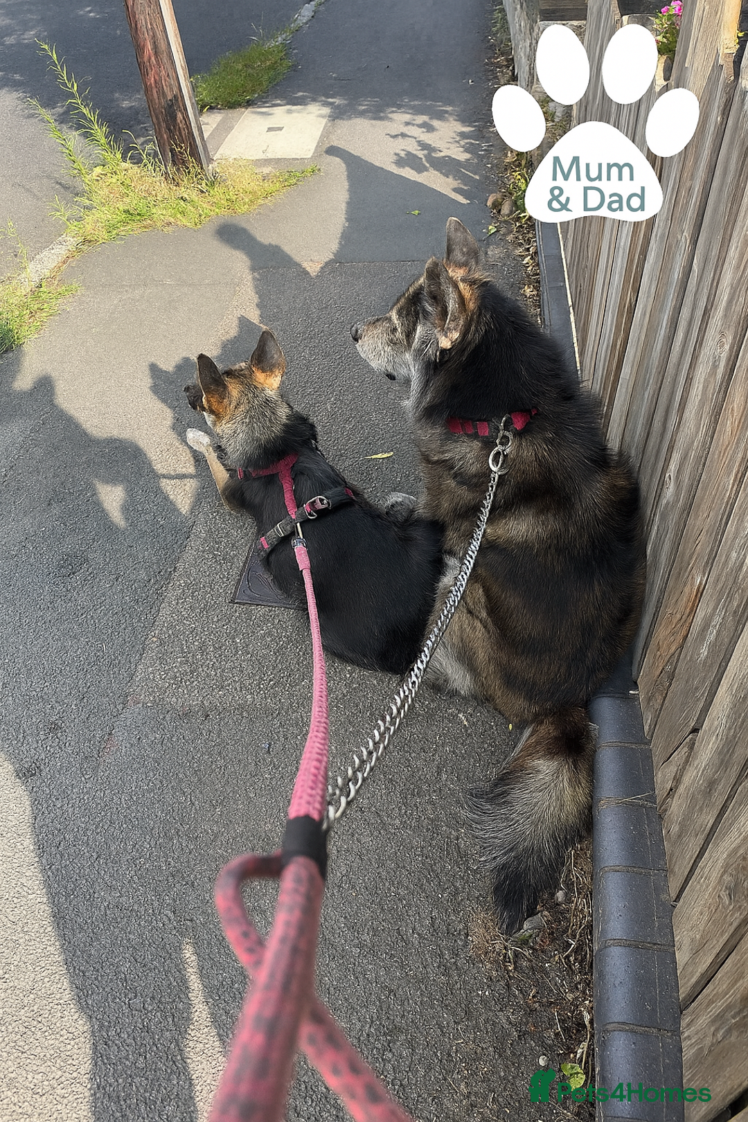 Mixed Breed dogs for sale: Beautiful German Shepherd × ChowXmalamute Puppies - Image 9
