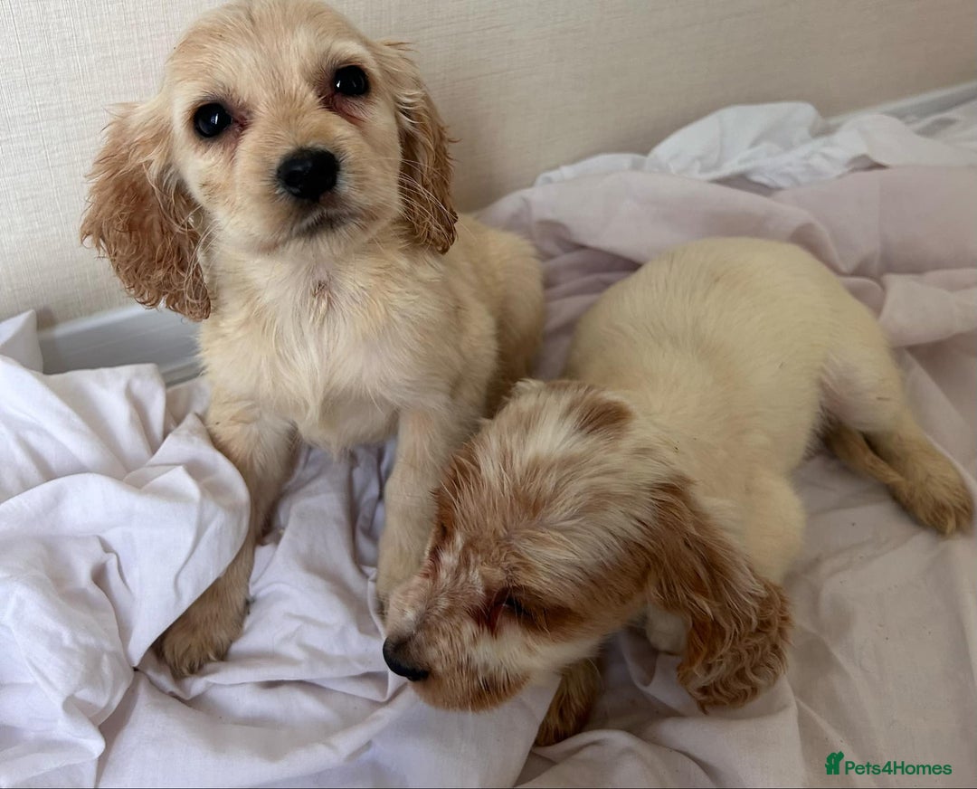 Cockapoo dogs for sale: Stunning cockapoo puppies - Image 20