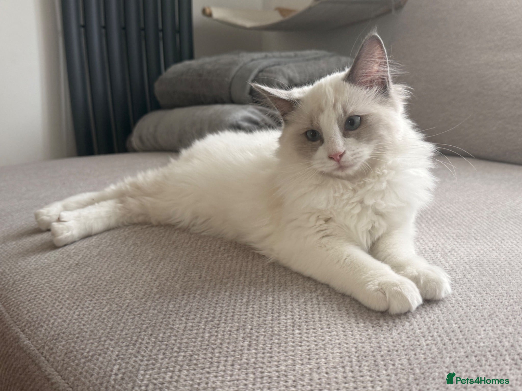 Ragdoll cats 🥇 GCCF champ blood female kitten ready now❤️🏅❤️ - Advert 1