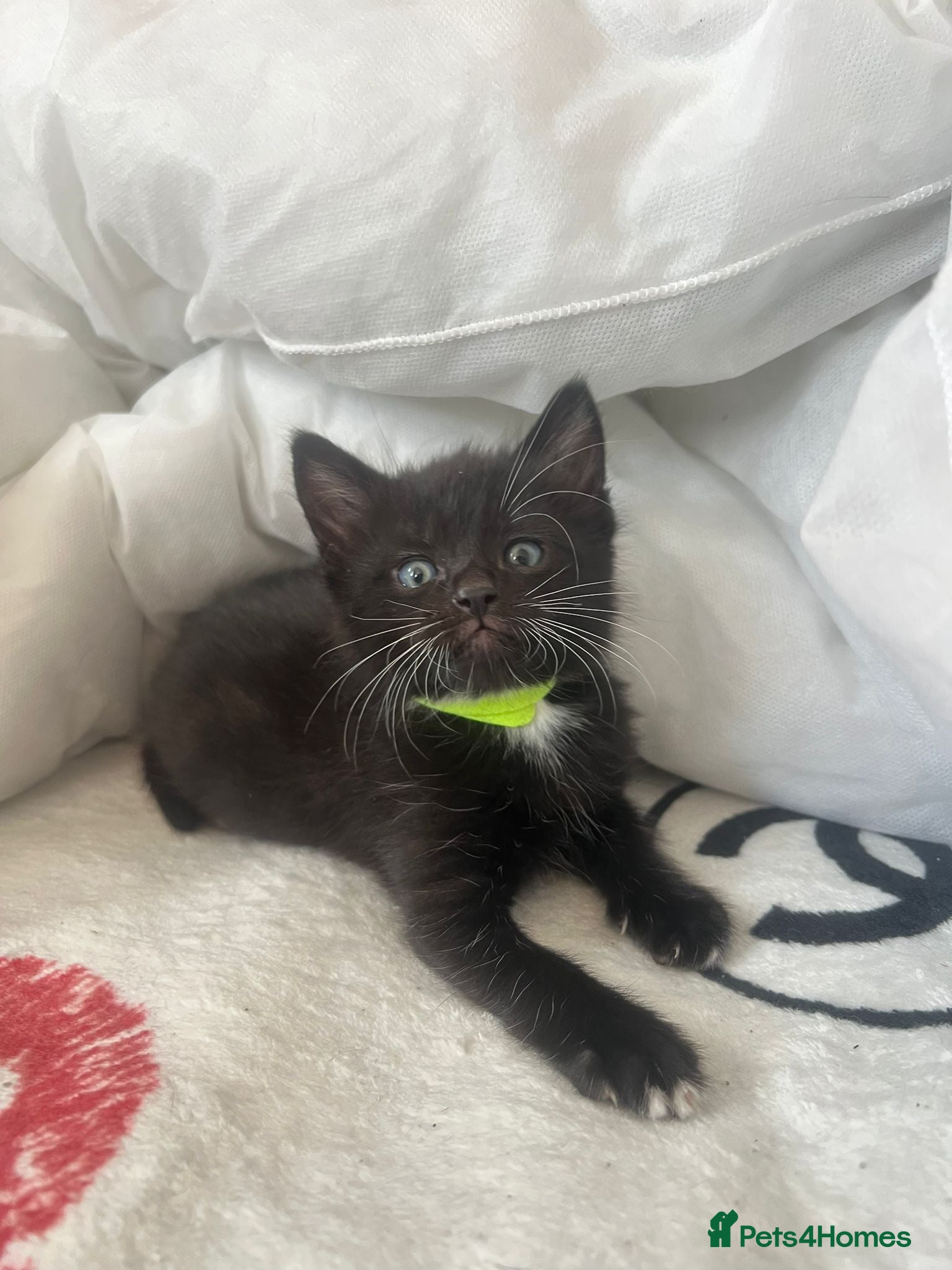 Mixed Breed cats LAST BOY KITTEN LEFT!! - Advert 18