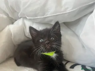 Mixed Breed cats LAST BOY KITTEN LEFT!! - Advert 18