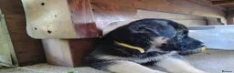 German Shepherd dogs for sale: German Shepherd Puppies For New Forever Home in Bristol - Advert 3