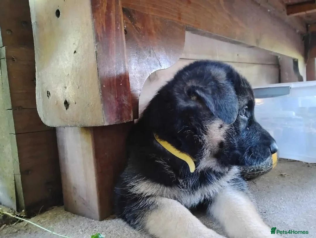 German Shepherd dogs for sale: German Shepherd Puppies For New Forever Home in Bristol - Advert 3