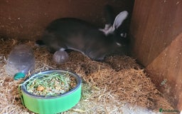 Belgian Hares rabbits for sale: 'Bramble' Belgian Hare chocolate and white doe - Image 4