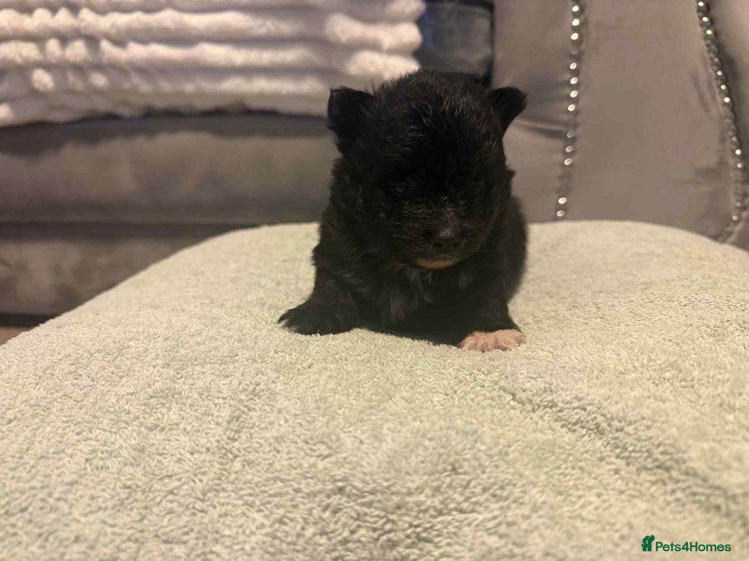 Pomeranian dogs for sale: Beatiful Pomeranian pups - Advert 4