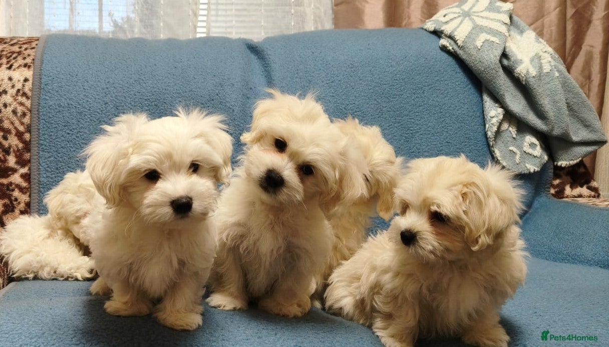 Mixed Breed dogs Maltese / Bichon Frise Puppies - Advert 2