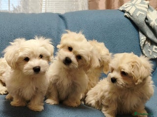 Mixed Breed dogs Maltese / Bichon Frise Puppies - Advert 1