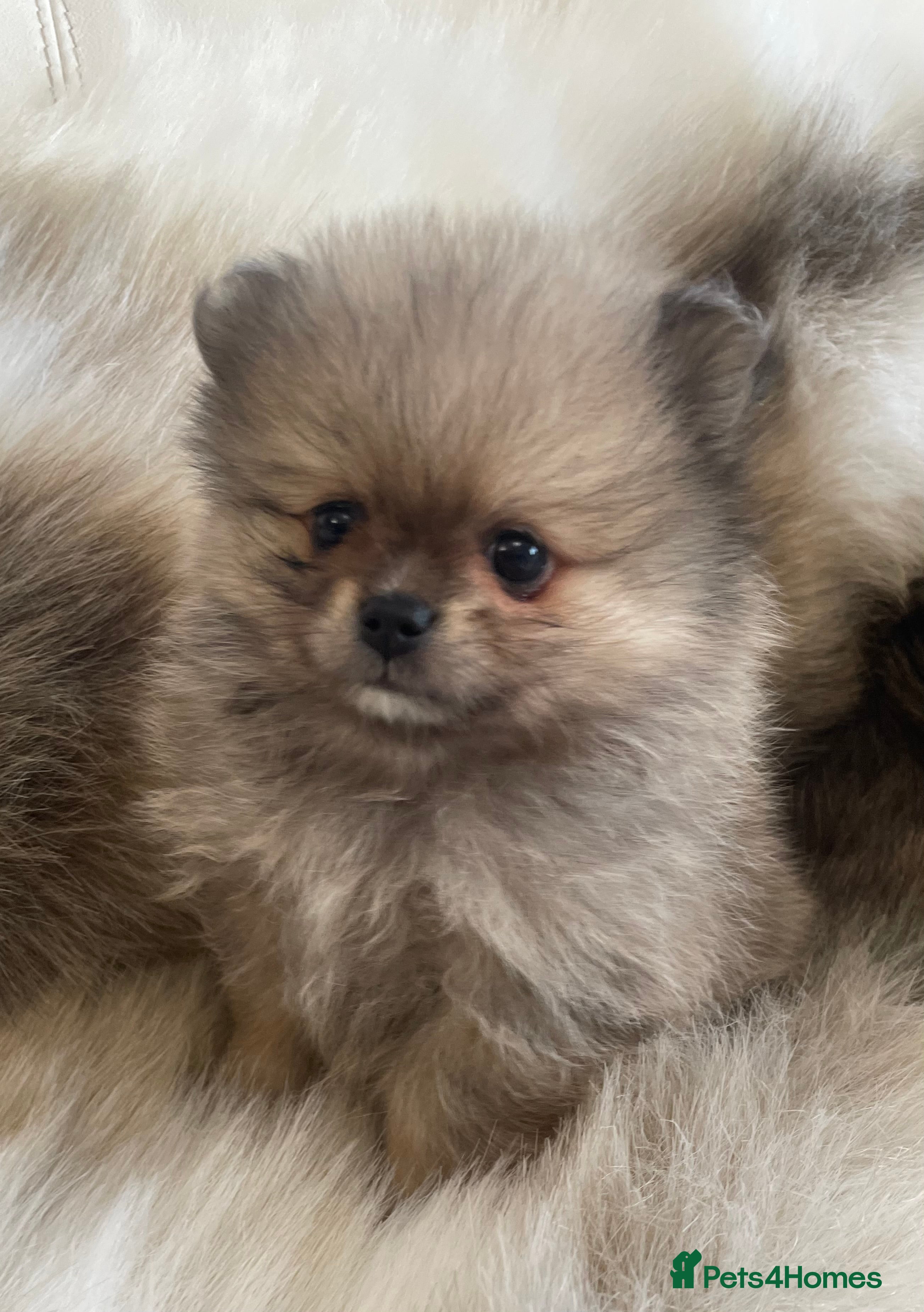 Pomeranian dogs OUTSTANDING KC POMERANIAN PUPPYS AVAILABLE  - Advert 1