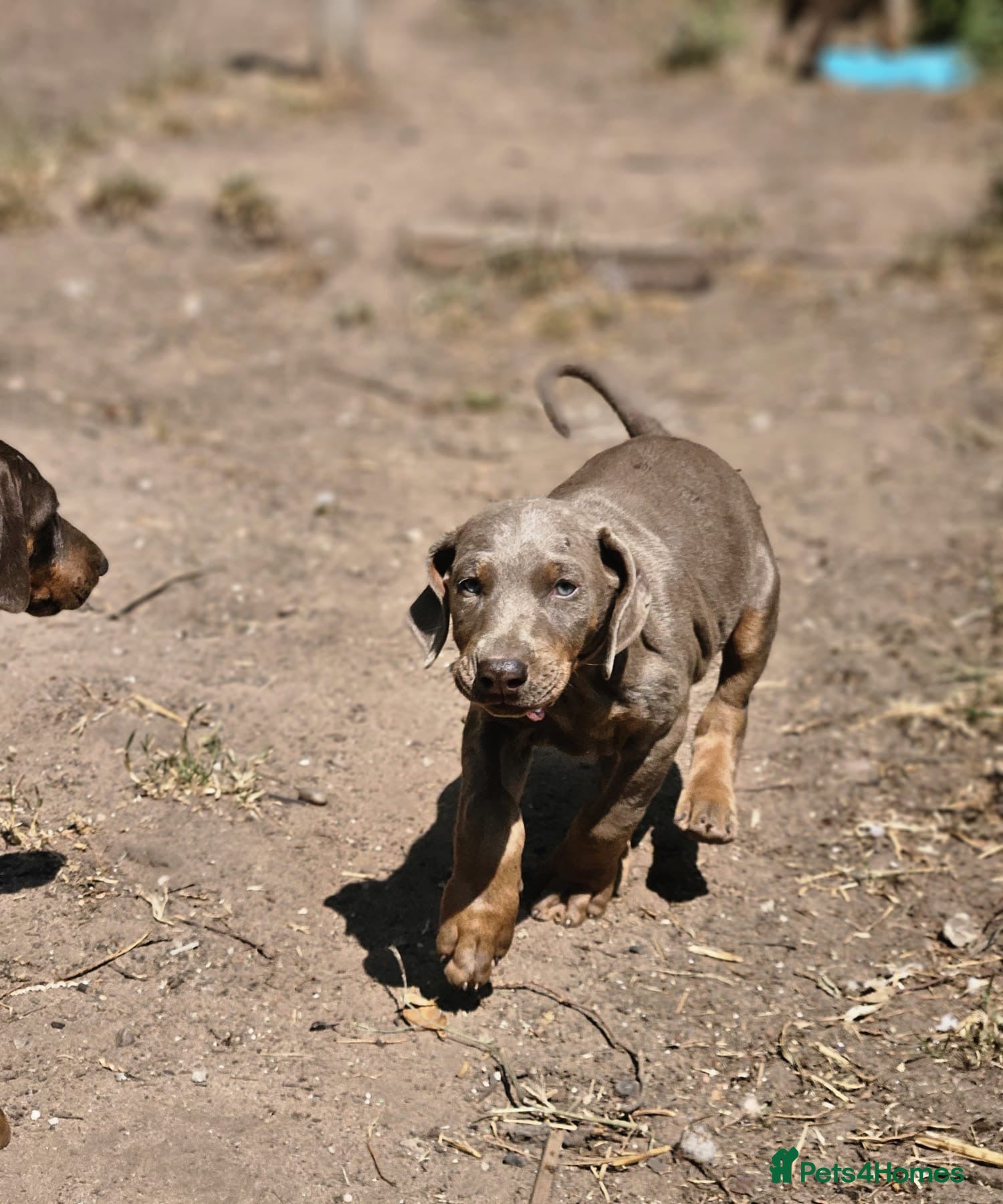 Dobermann dogs Top Quality Ready Soon KC Registered Puppies! - Advert 1