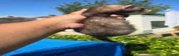 Ferret rodents for sale: Stunning ferret for sale - Advert 6
