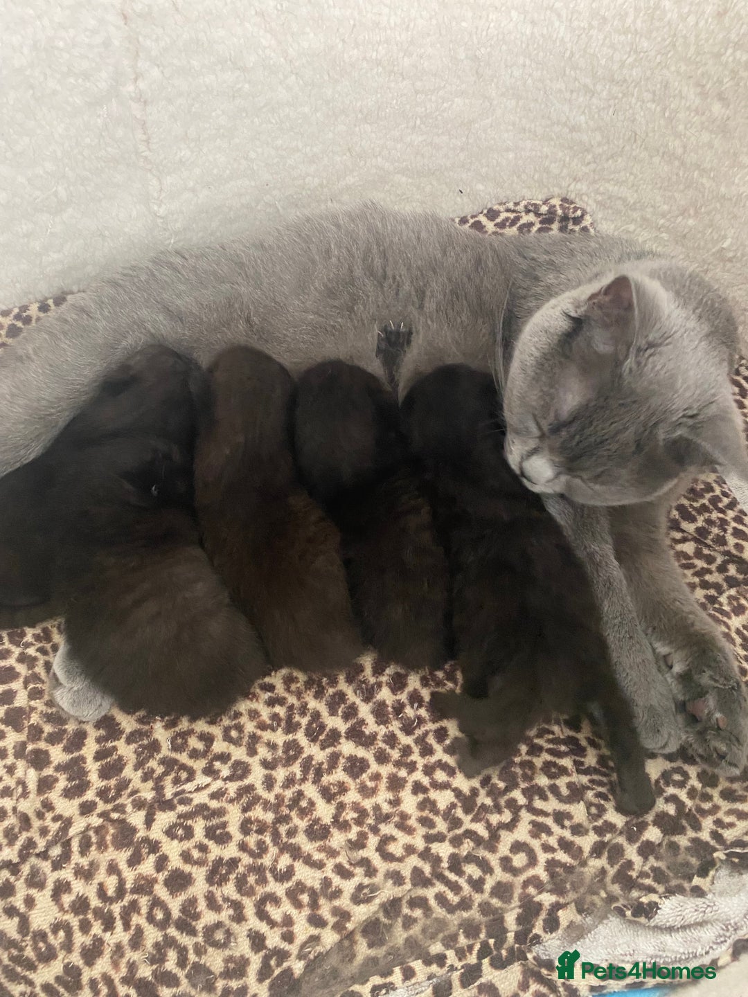 British Shorthair cats for sale: Beautiful Dark Brown Girl British Shorthair Kitten - Image 3