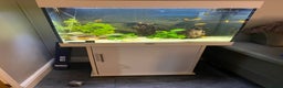 Catfish fish for sale: Complete fish tank set up with fish - Advert 2