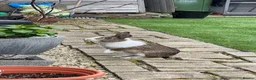 Dutch rabbits for sale: Dutch male in Barking - Advert 4