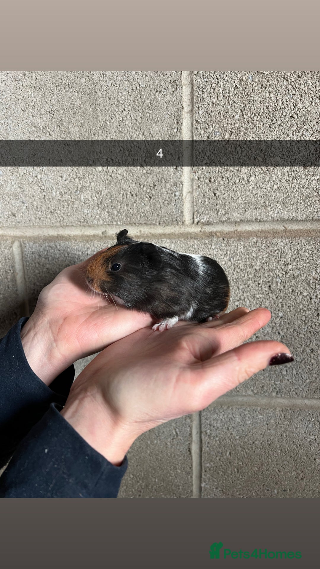 Guinea Pig rodents for sale: The perfect Christmas guinea pig!  - Advert 12