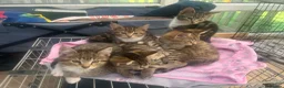 Mixed Breed cats for sale: Adorable kittens - Advert 1