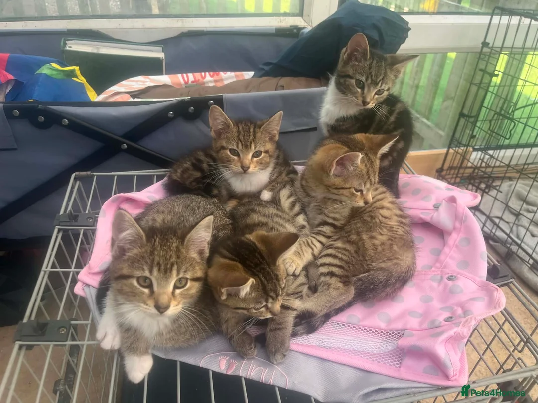 Mixed Breed cats for sale: Adorable kittens - Advert 1