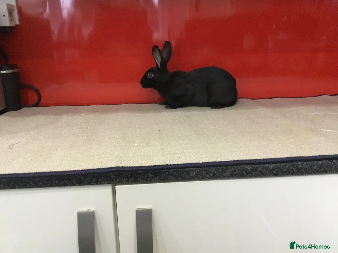 English Spot rabbits for sale: English Rabbits for sale  - Advert 4