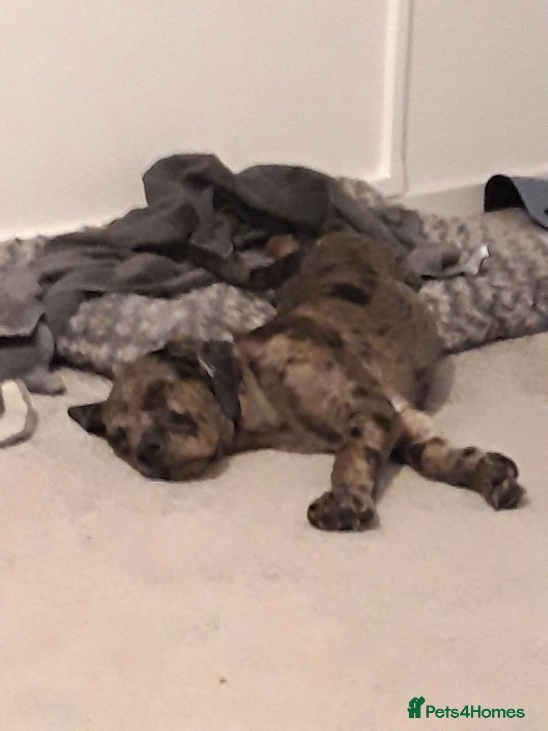 Mixed Breed dogs for sale: Labrador x french bull puppy mix MERLE COAT  - Advert 2
