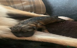 German Shepherd dogs for sale: German shepherd puppies - Image 2