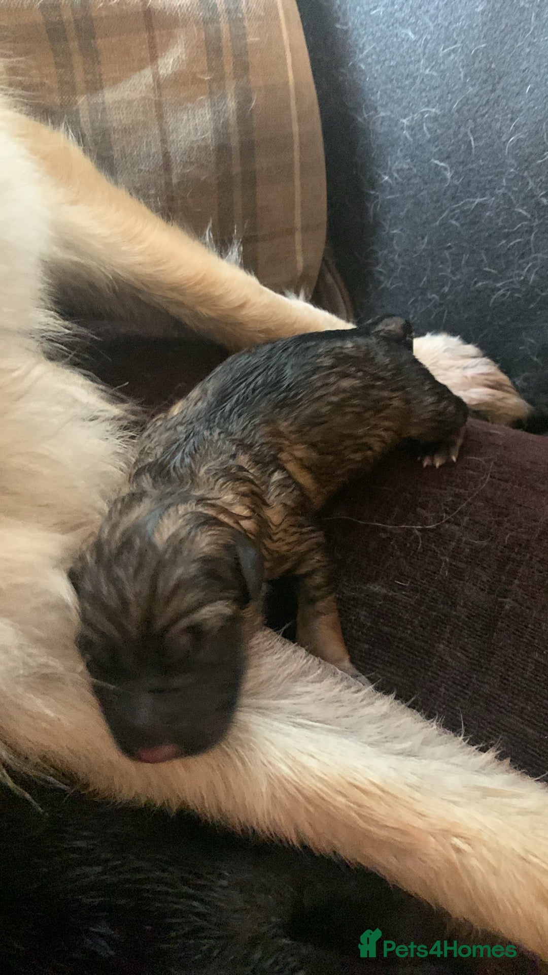 German Shepherd dogs for sale: German shepherd puppies - Image 2