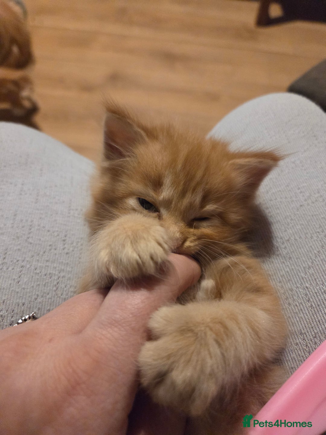 Maine Coon cats for sale: Fluffy ginger and cream maine coon cross kittens - Image 7