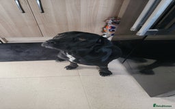 Mixed Breed dogs for sale:  Meet Leila, a 2-year-old mixed breed  - Advert 1