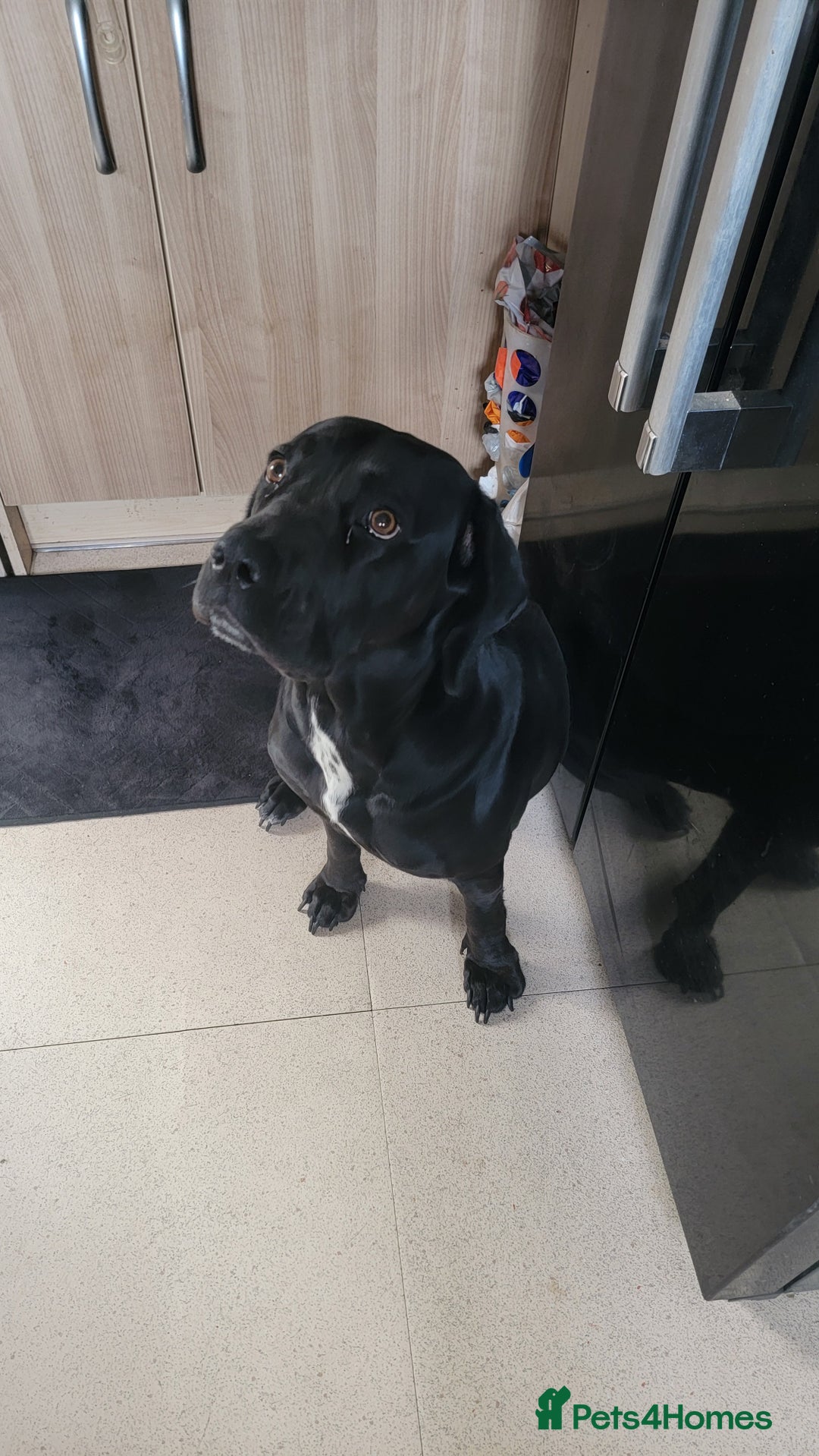 Mixed Breed dogs for sale:  Meet Leila, a 2-year-old mixed breed  - Advert 1