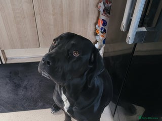 Mixed Breed dogs Meet Leila, a 2-year-old mixed breed - Advert 2