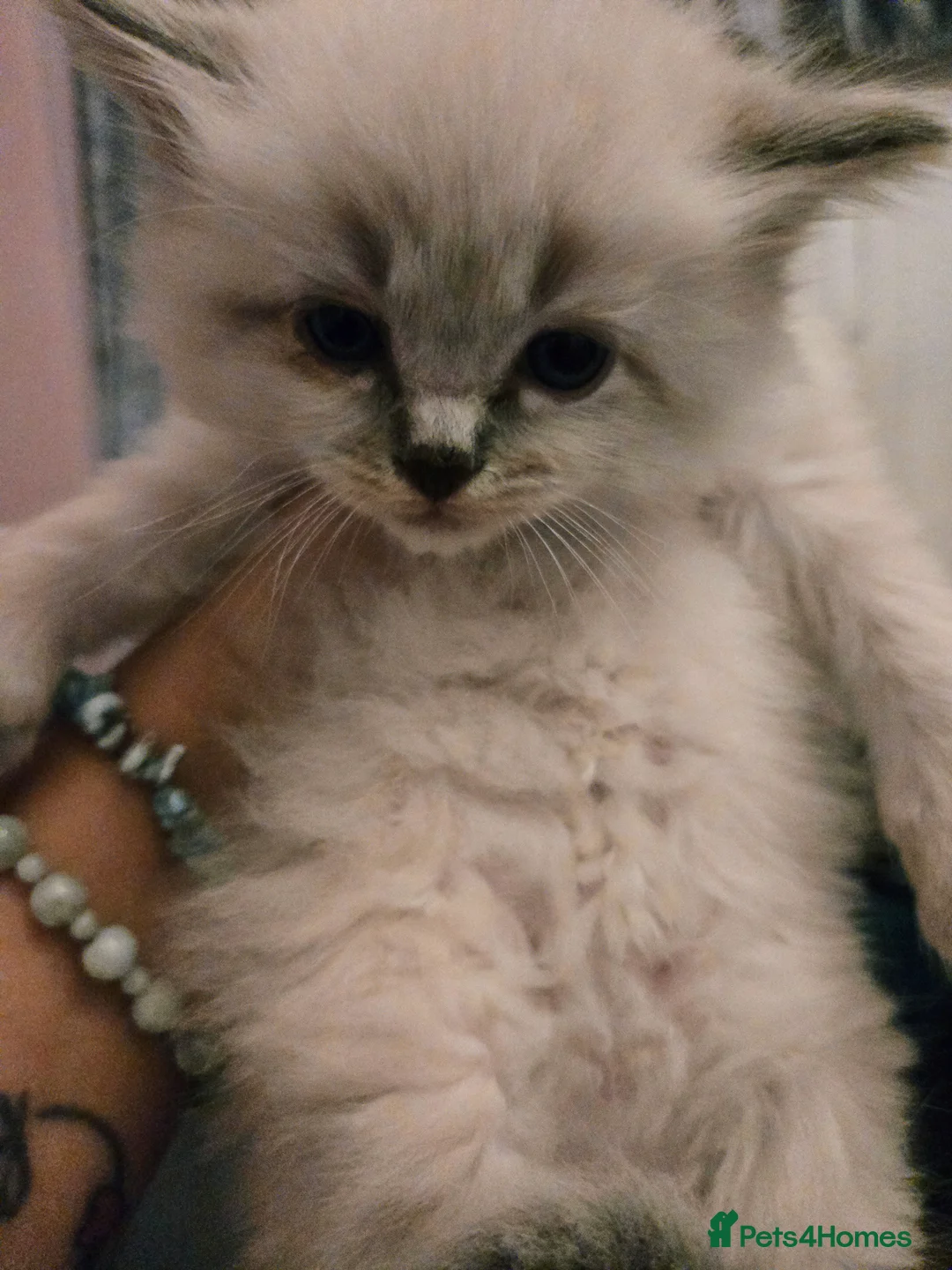 Ragdoll cats for sale: Seven gorgeous purebred ragdoll mitted kittens  - Advert 24