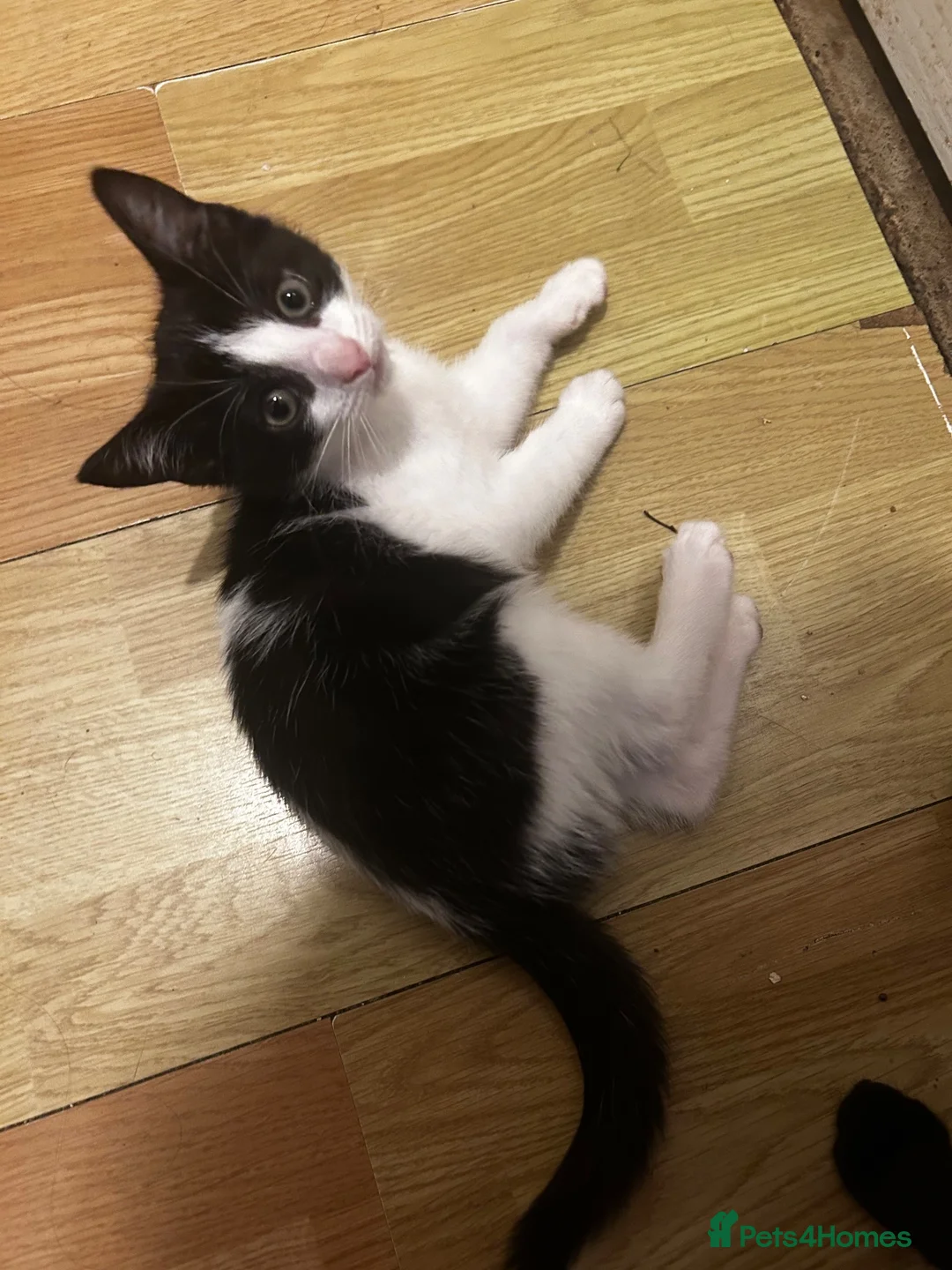 Mixed Breed cats for sale: 3 beautiful kittens left - Advert 2