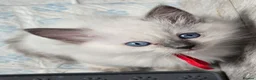 Ragdoll cats for sale: Sweet Fluffy Ragdoll Kittens Looking for Homes!  - Advert 23