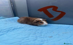 Guinea Pig rodents for sale: Baby guinea pigs  - Image 2